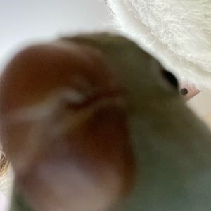 Meet your Posher, Layla